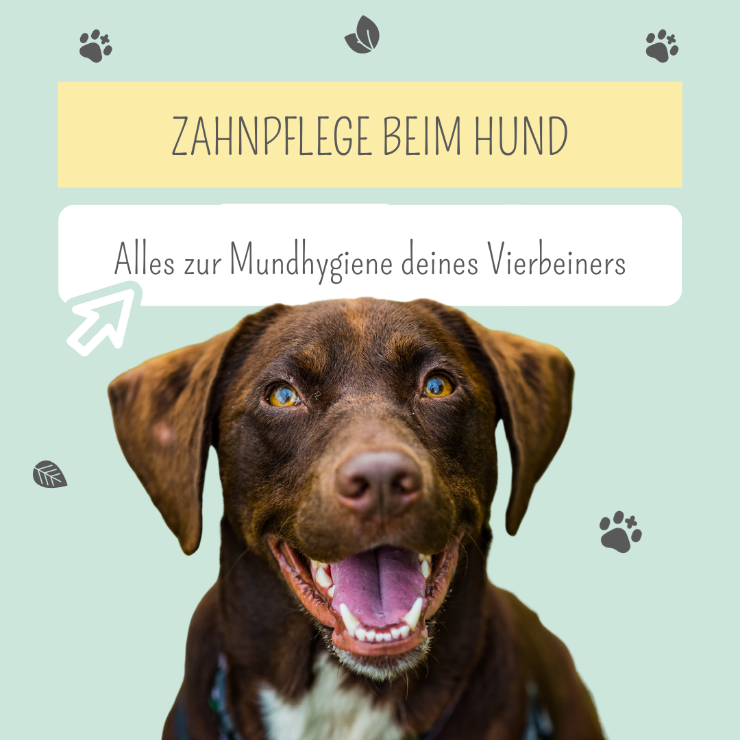 Zahnpflege beim Hund: Das musst du beachten
