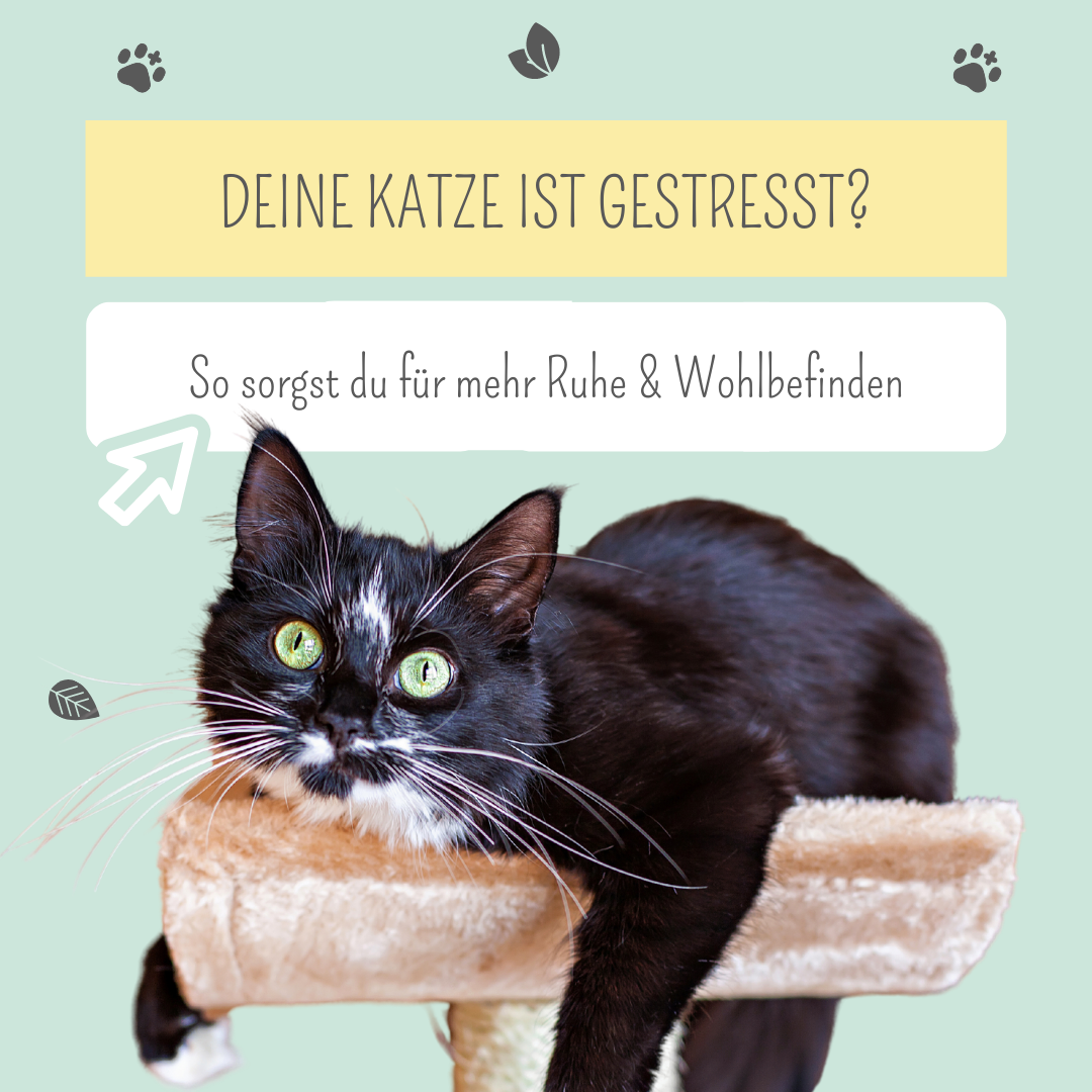 Deine Katze ist gestresst? So sorgst du für Entspannung