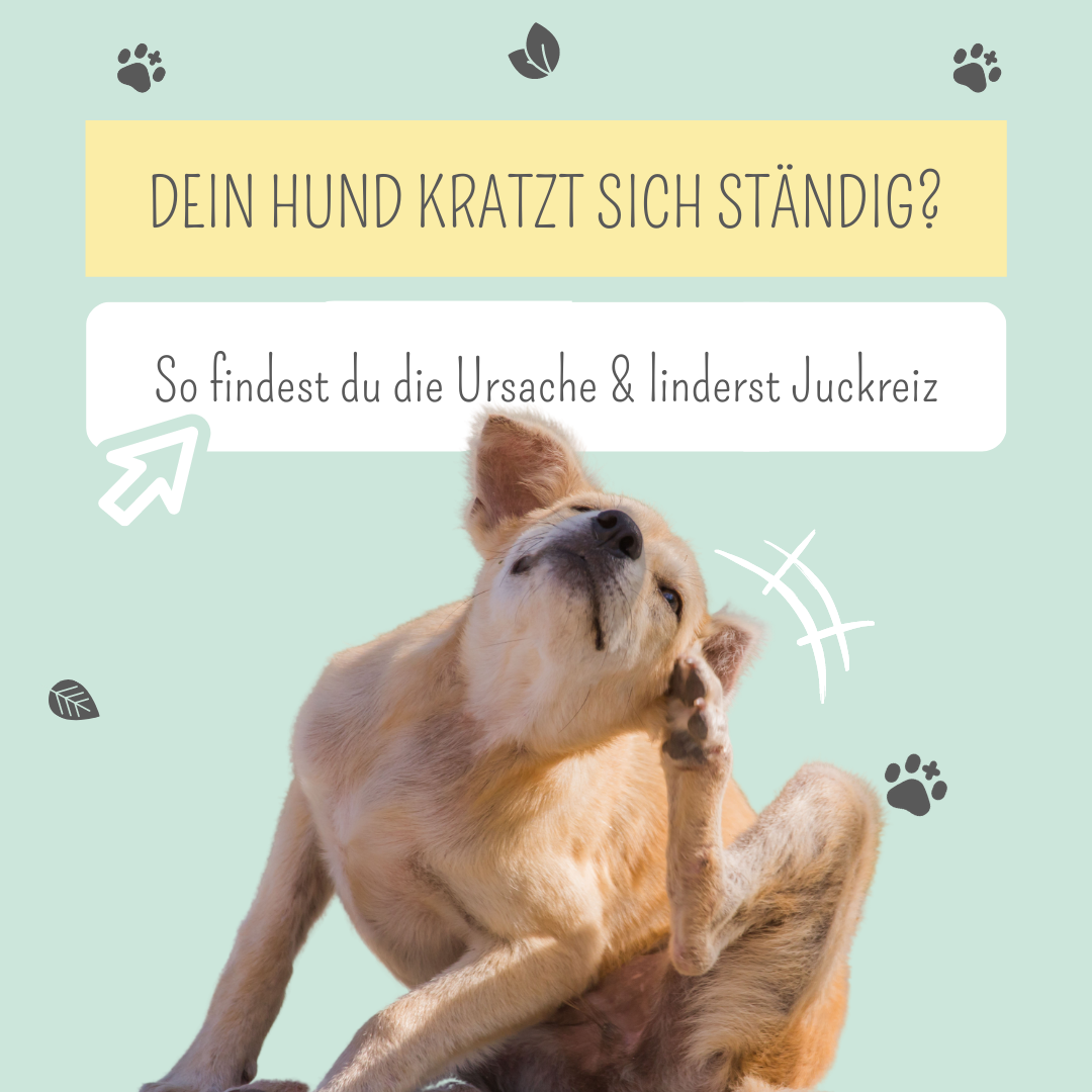 Welpe Kratzt Sich Stndig Stress