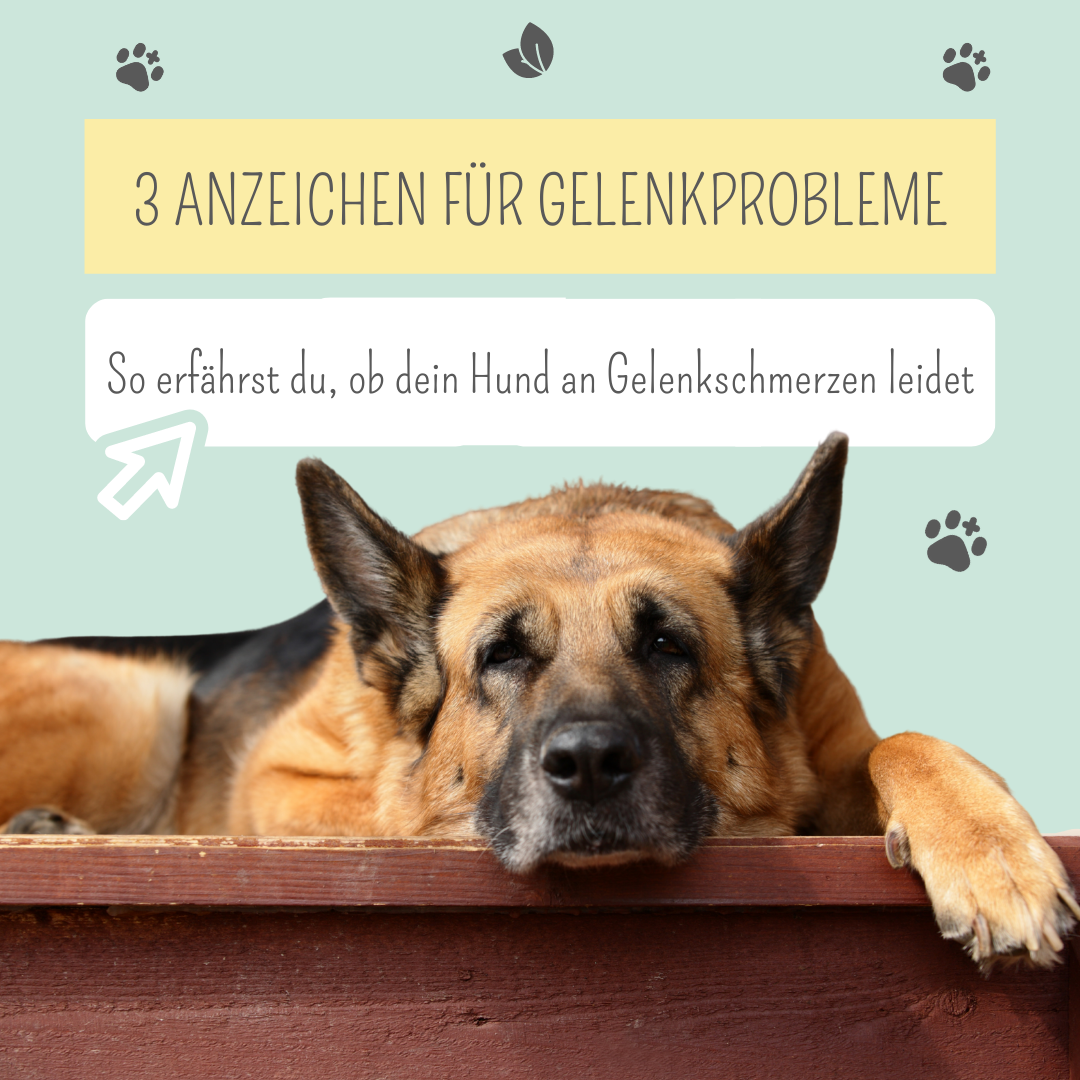 So erkennst du, ob dein Hund an Gelenkproblemen leidet