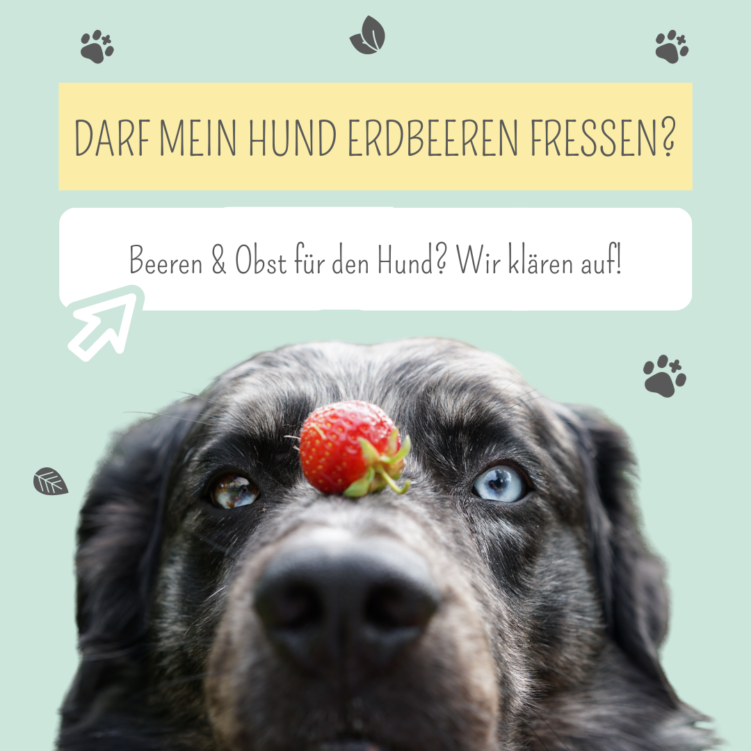 Dürfen Hunde Erdbeeren essen?