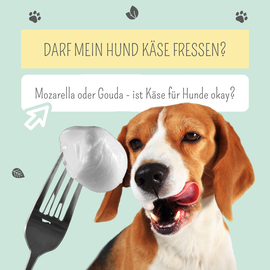 Darf mein Hund Käse essen?