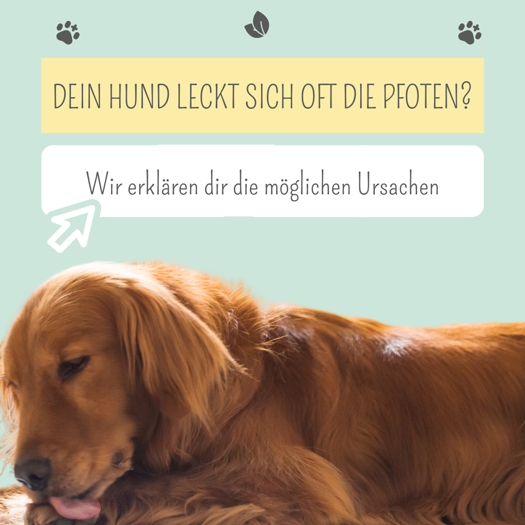 Dein Hund leckt sich ständig die Pfoten? Dies könnte der Grund sein