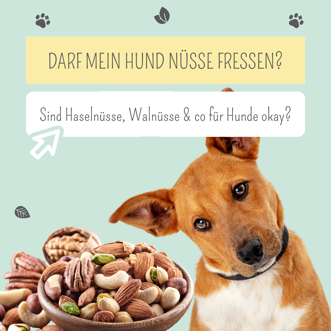 Darf mein Hund Nüsse fressen?