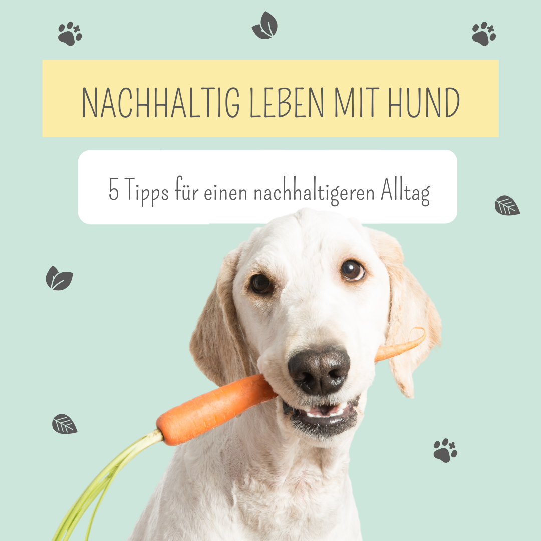 5 Tipps für eine nachhaltige Hundehaltung