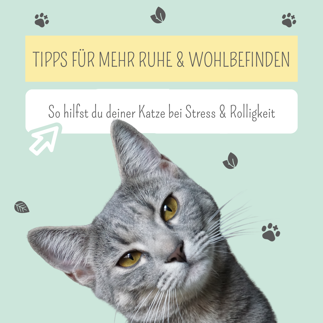 Katze beruhigen: So hilfst du deiner Katze bei Stress & Rolligkeit