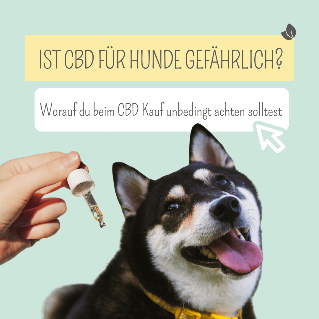 Ist CBD für Hunde gefährlich?