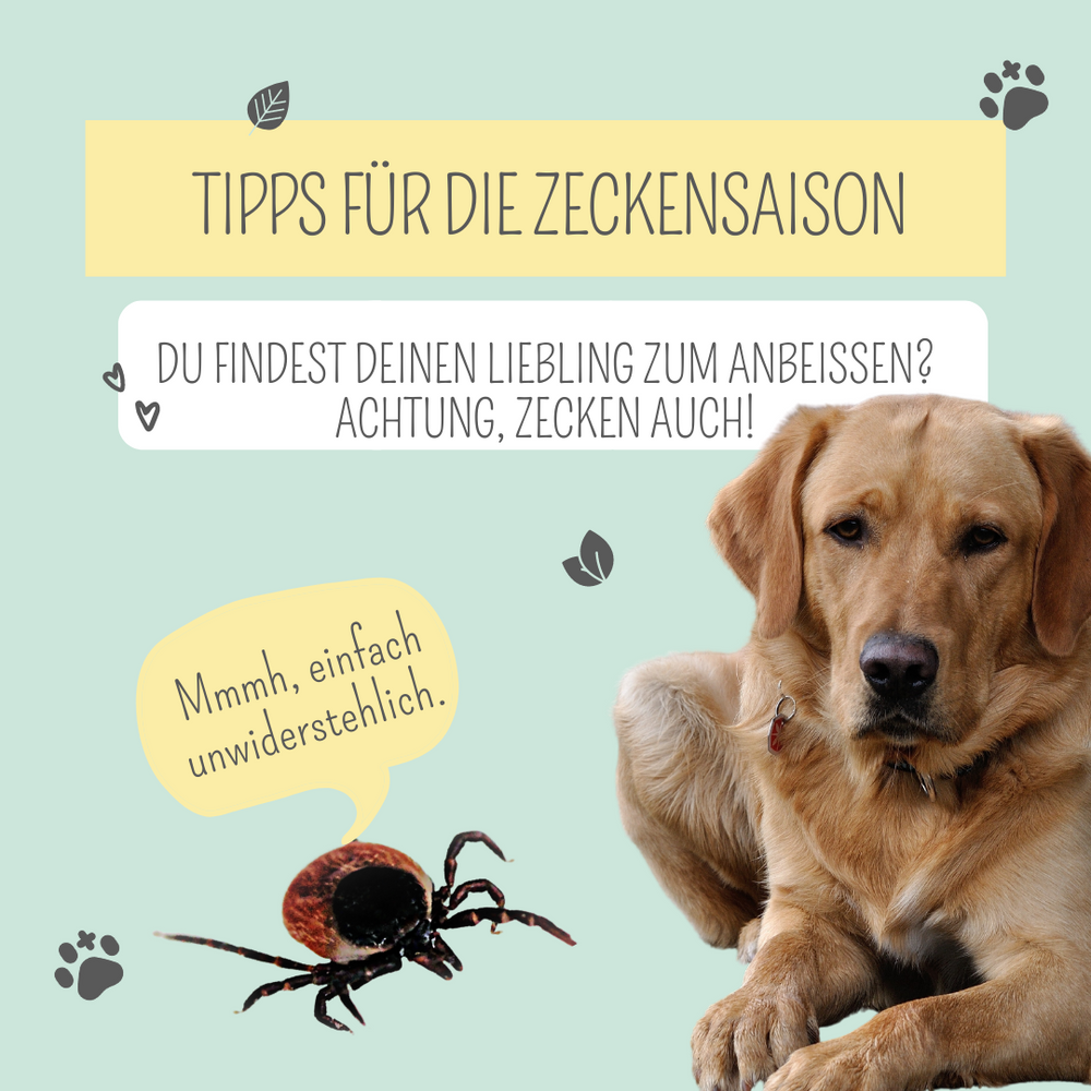 So schützt du deinen Vierbeiner vor Zecken