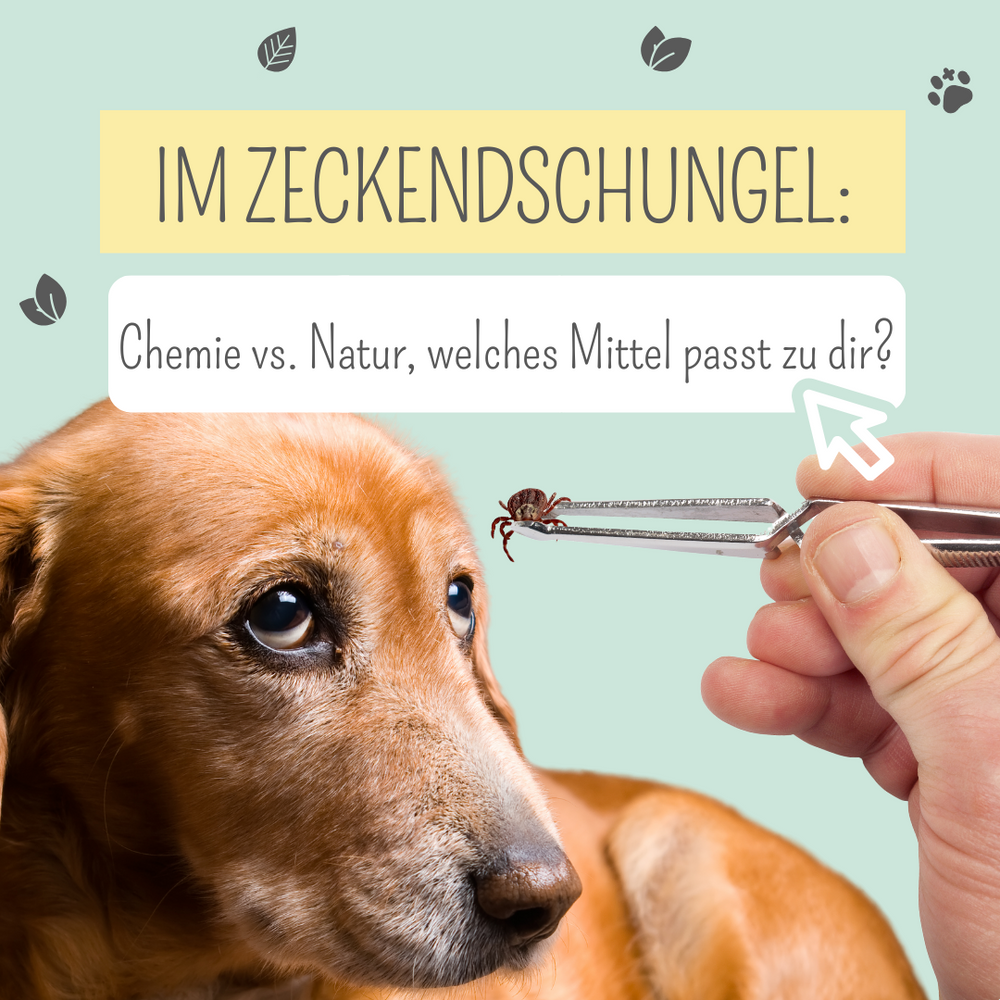 Chemischer & natürlicher Zeckenschutz für Hunde im Überblick