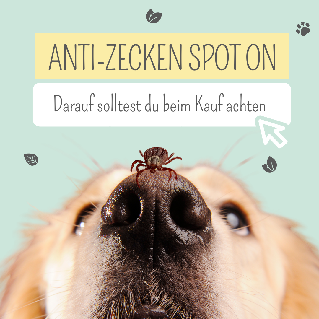 Spot-on für Hunde: Darauf solltest du achten