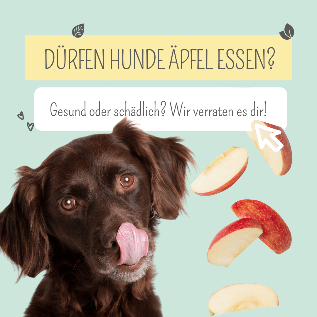Dürfen Hunde Äpfel essen?