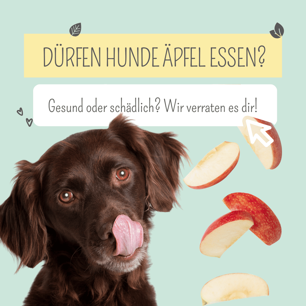 Dürfen Hunde Äpfel essen?