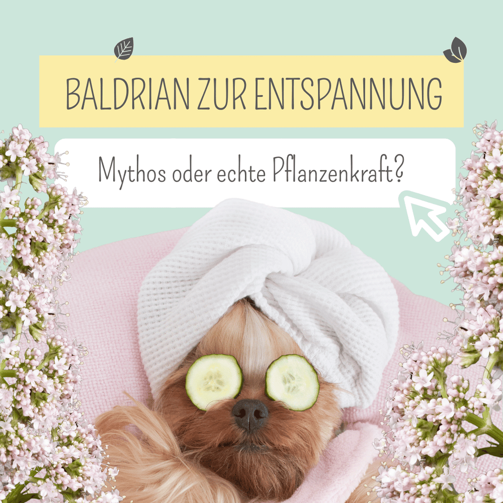 Baldrian für Hunde &amp; Katzen: Hokuspokus oder natürlich beruhigend?