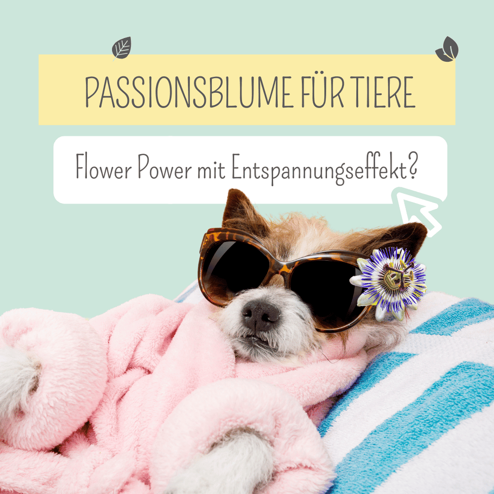 Passionsblume für Hunde und Katzen: Natürliche Beruhigung oder Mythos?