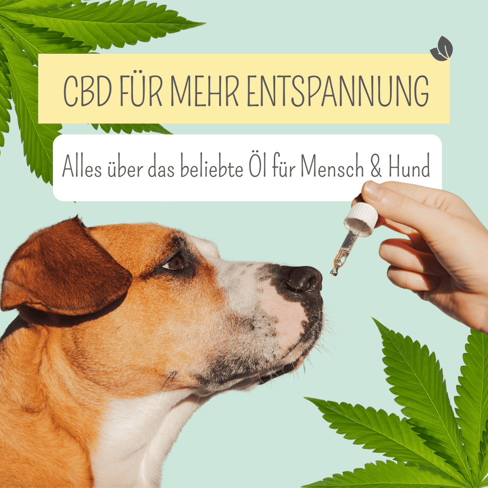 CBD für Hunde: Beruhigung auf natürliche Weise?