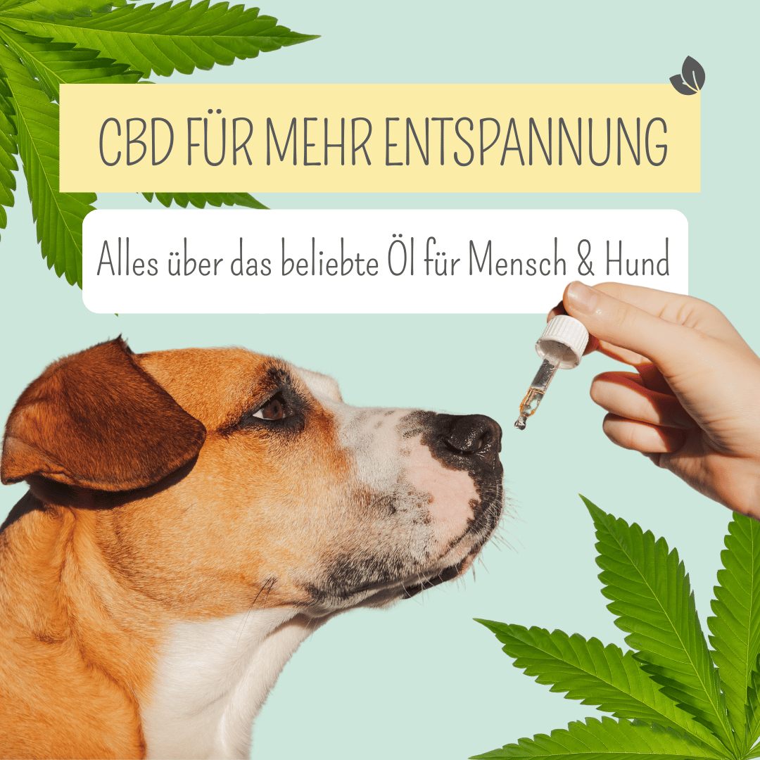 CBD für Hunde: Beruhigung auf natürliche Weise?