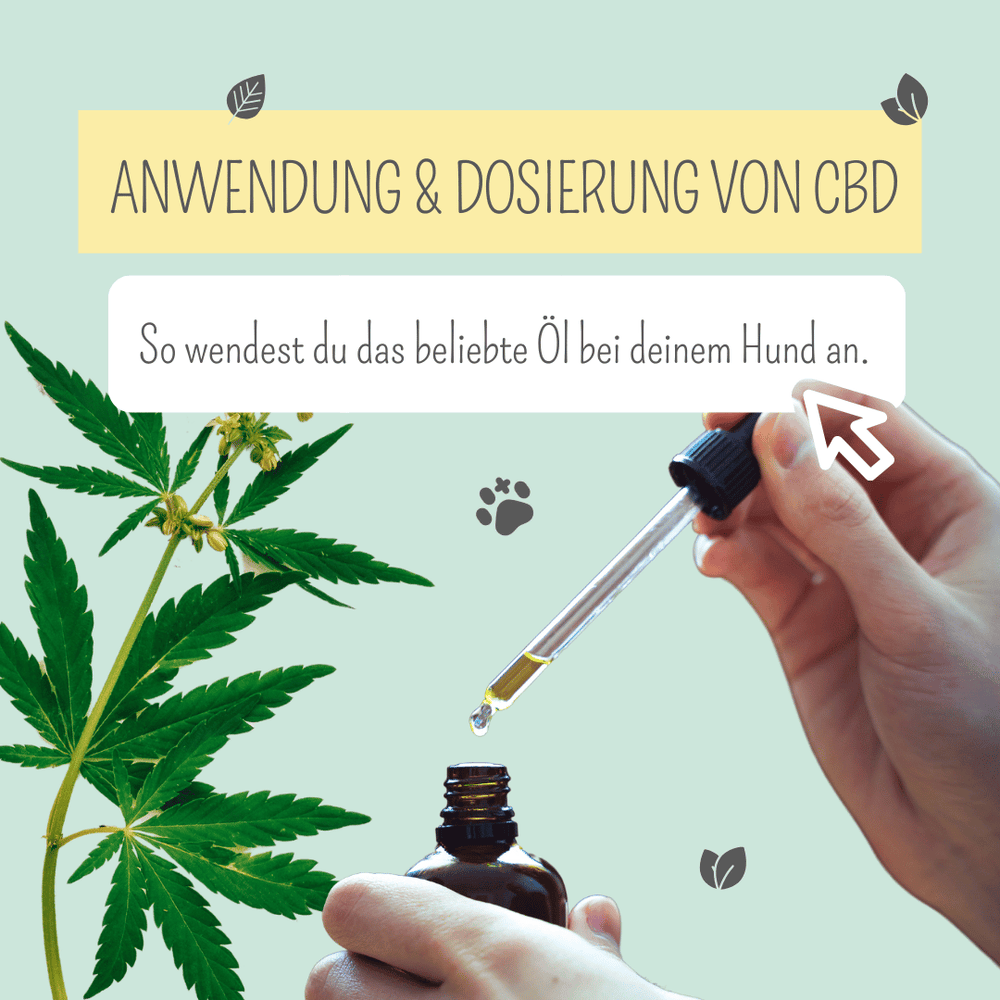 So wendest du CBD bei deinem Hund an