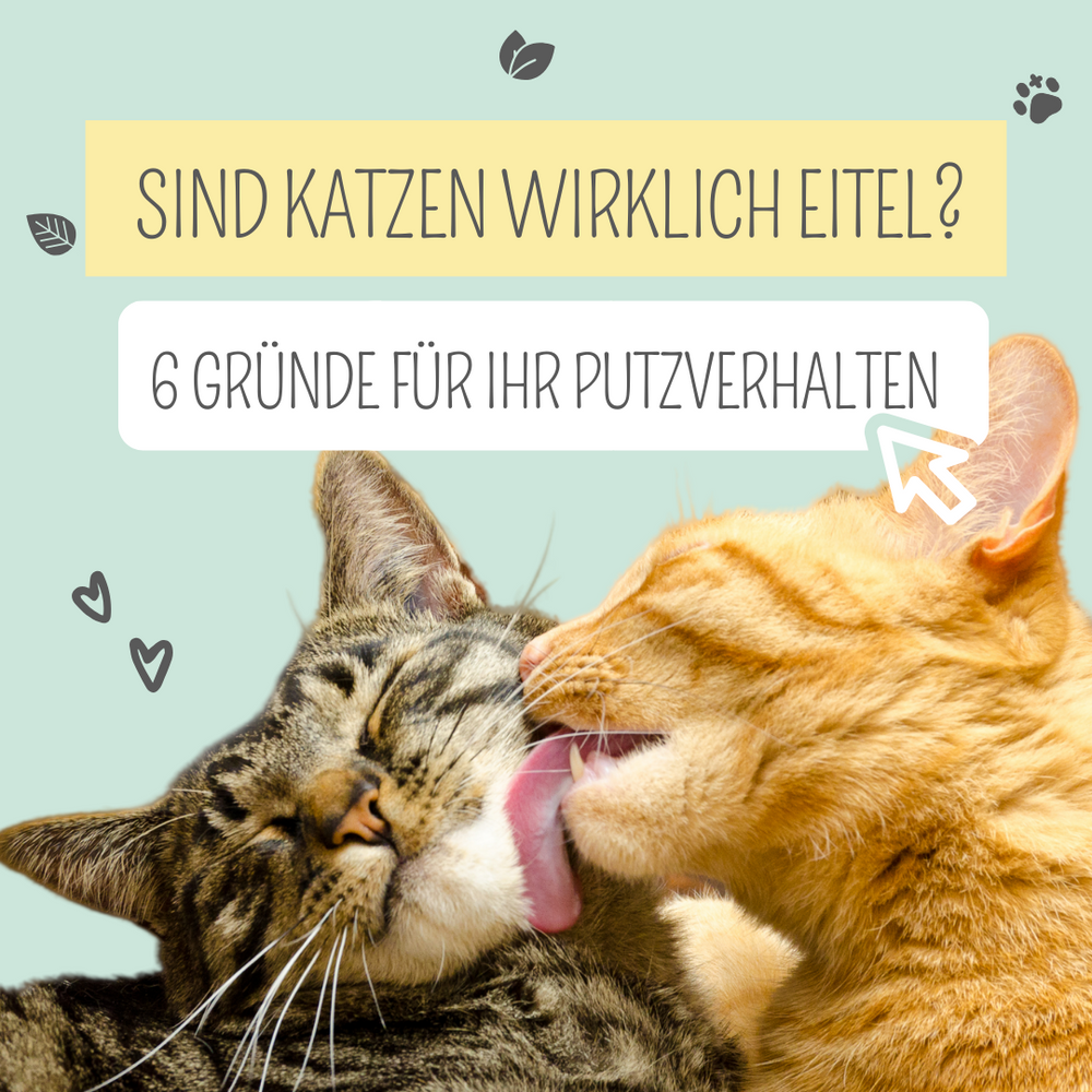 6 Gründe warum sich Katzen putzen
