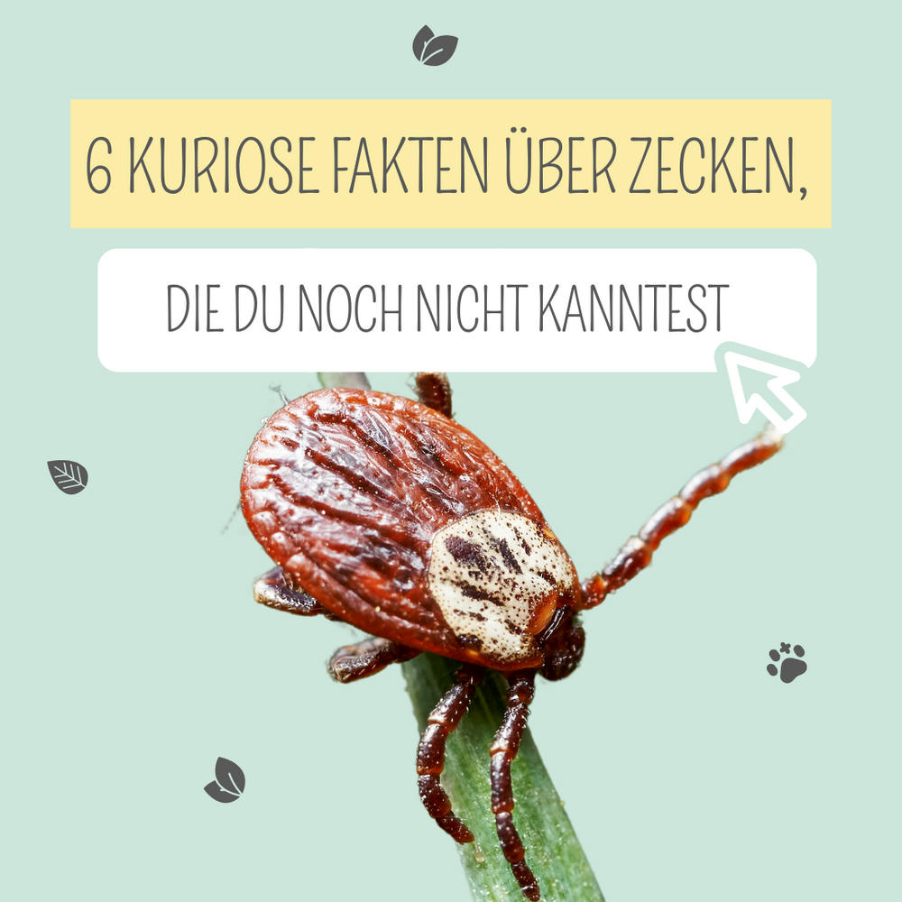 Kuriose Fakten über Zecken