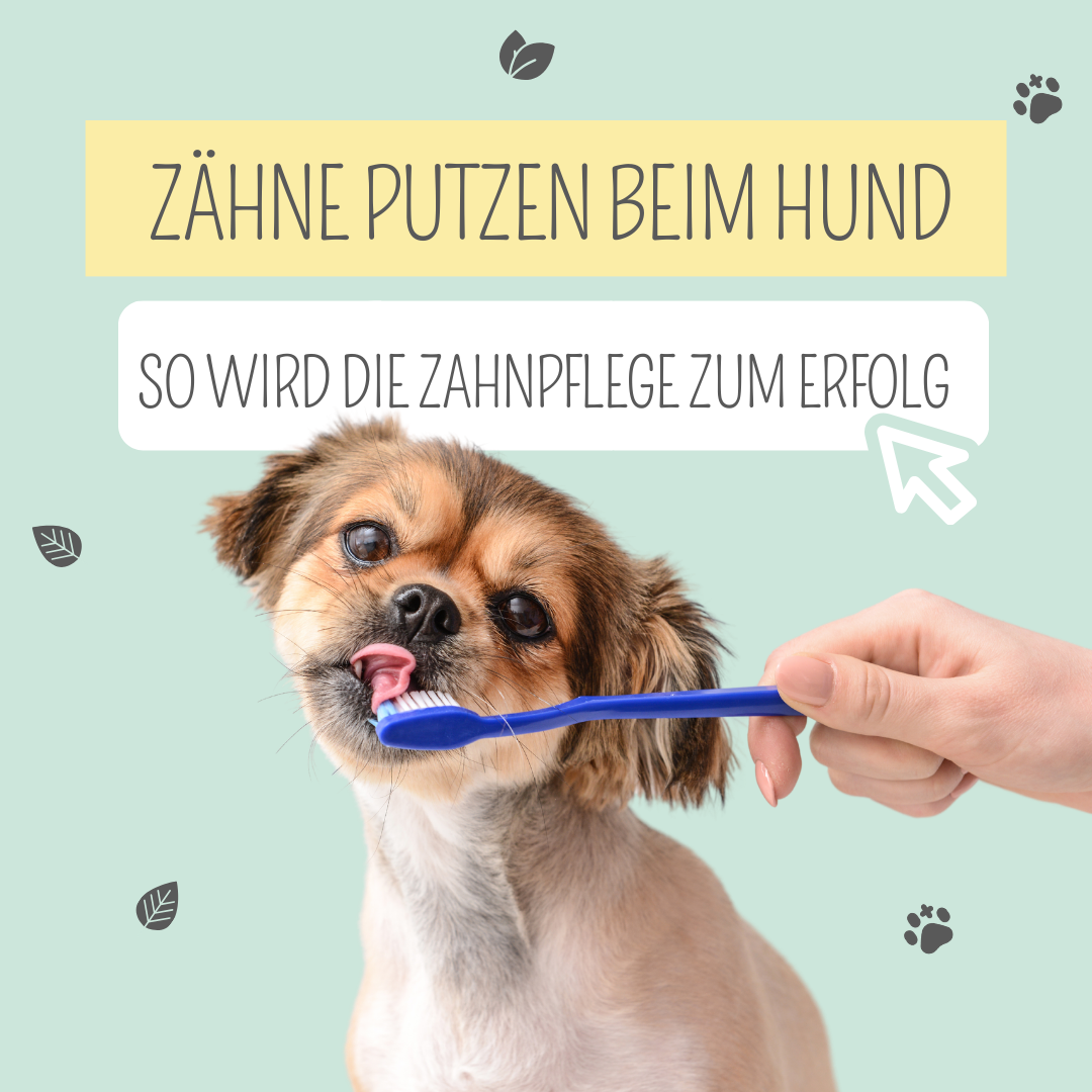 Hund die Zähne putzen mit Zahnpasta: So geht’s