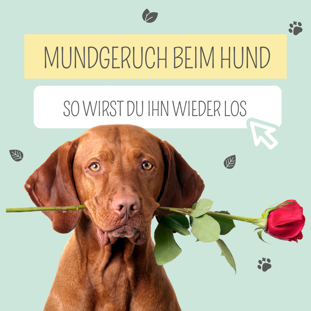 Mundgeruch Hund: So verbesserst du die Maulhygiene