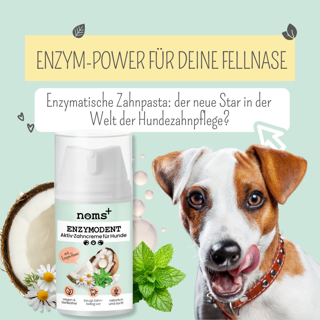 Enzymatische Zahnpasta Hund: Die effektivste Zahnpflege