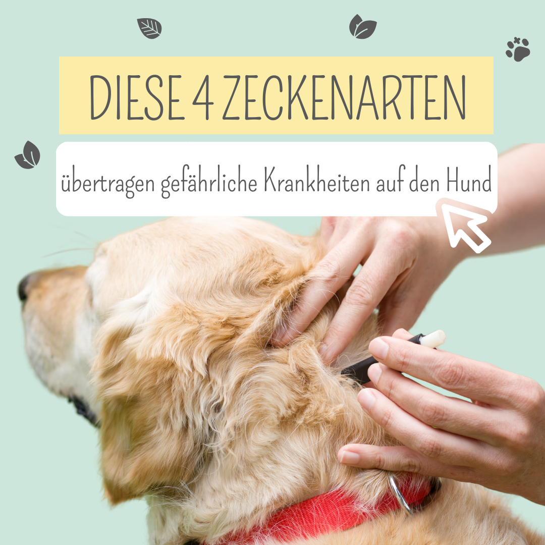 Welche Zecken übertragen Krankheiten auf Hunde