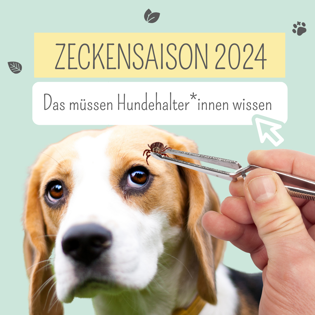 Zecken bei Hunden: Das musst du wissen