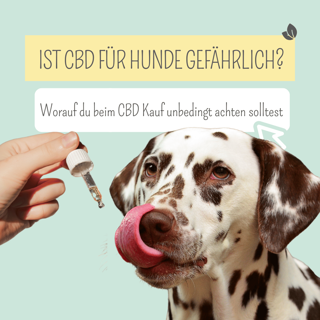 Ist CBD für Hunde gefährlich?