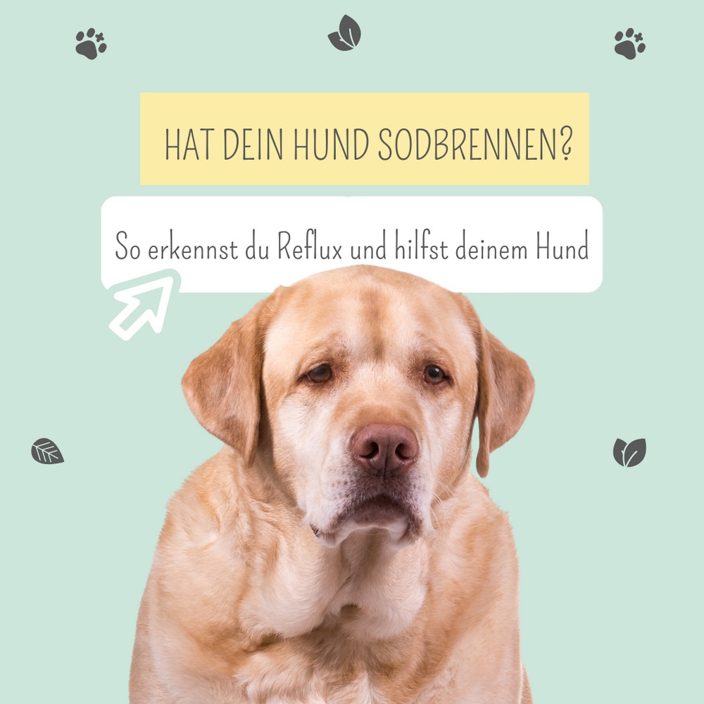 Sodbrennen beim Hund: Das kannst du tun