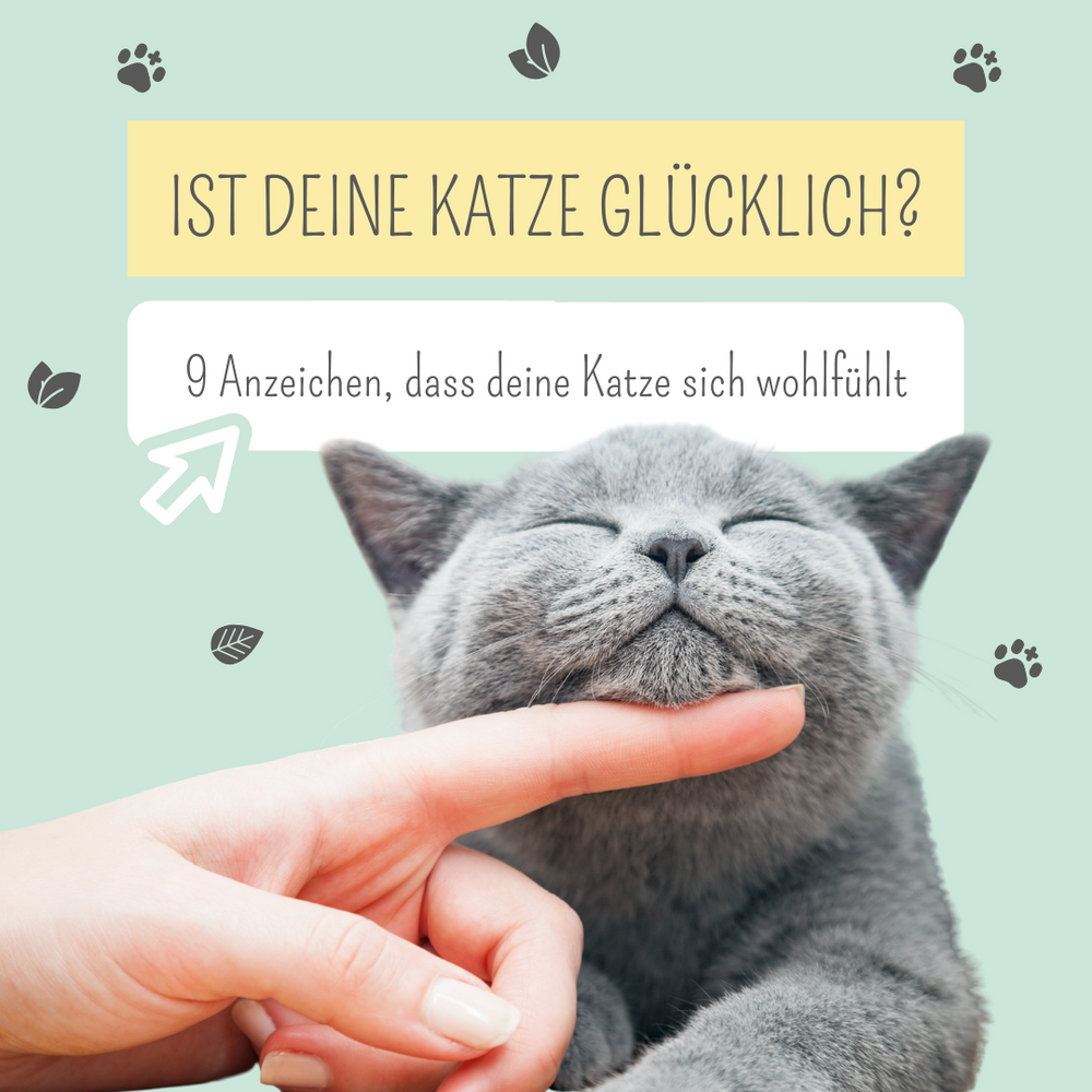 So erkennst du, ob deine Katze glücklich ist