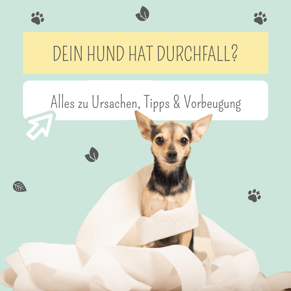 Dein Hund hat Durchfall? So hilfst du deinem Vierbeiner