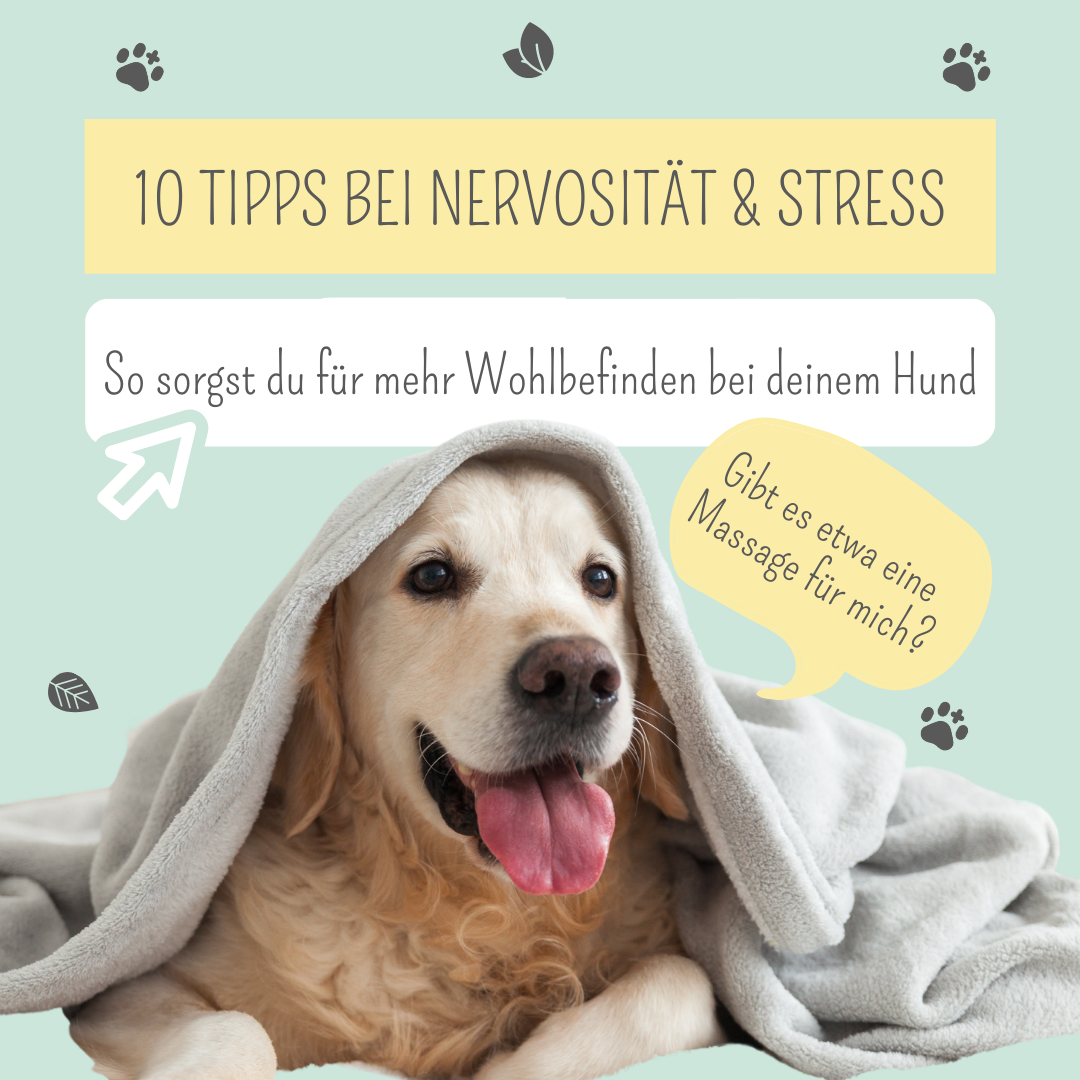 Dein Hund ist unruhig? Mit diesen Tipps sorgst du für mehr Entspannung