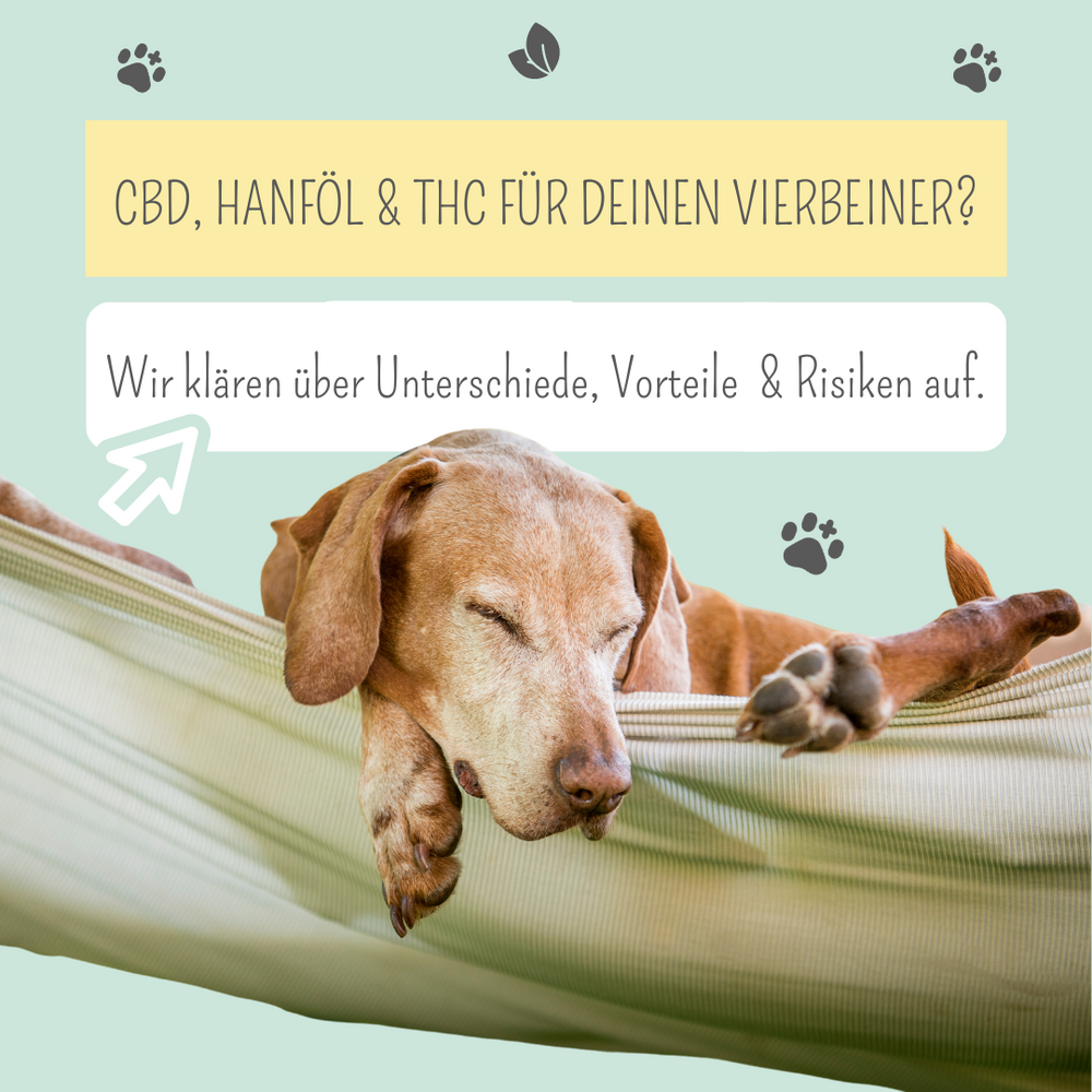 Hanföl, CBD, THC: Was Menschen gut tut, ist auch für Hunde wertvoll?