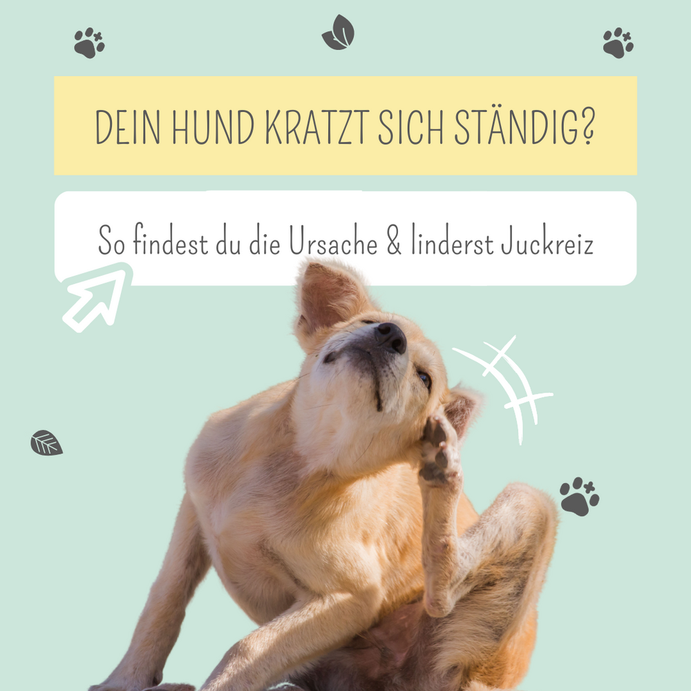 Dein Hund kratzt sich ständig? Daran könnte es liegen