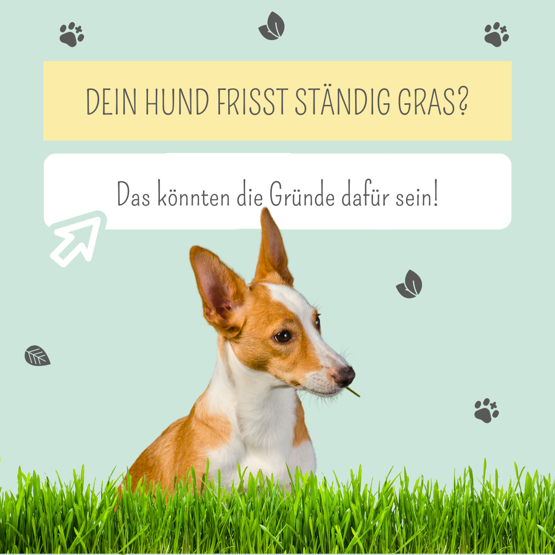 Dein Hund frisst ständig Gras? Was steckt dahinter?