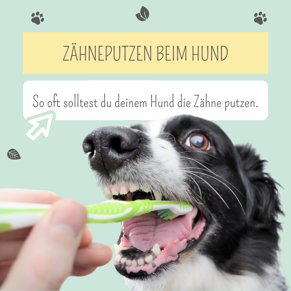 Wie oft muss ich meinem Hund die Zähne putzen?