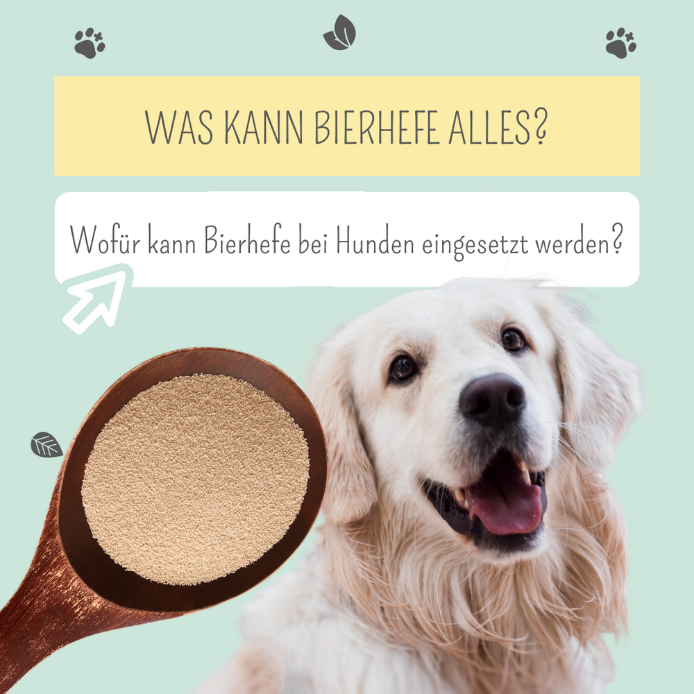 Was kann Bierhefe alles?