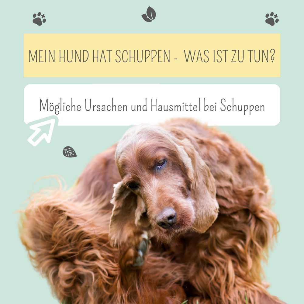Dein Hund hat Schuppen? Mögliche Ursachen & was Du jetzt tun kannst