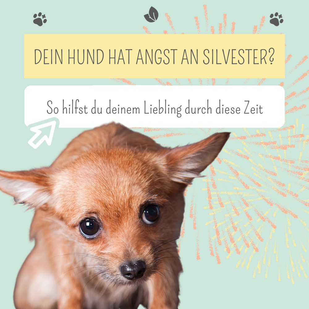 Hund an Silvester: Das kannst du gegen die Angst vor dem Feuerwerk tun