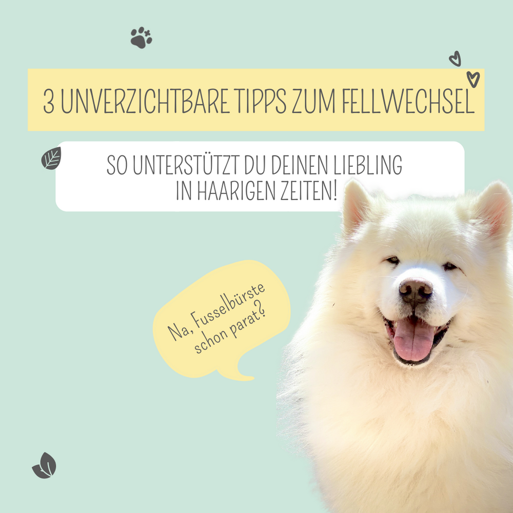 Tipps &amp; Tricks für den Fellwechsel