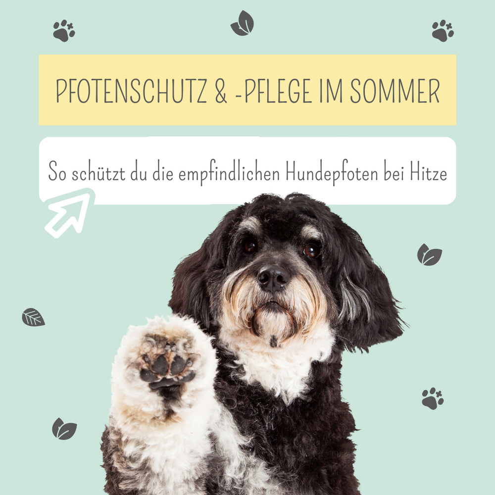 Pfotenschutz beim Hund: So schützt du die Pfoten deines Hundes im Sommer