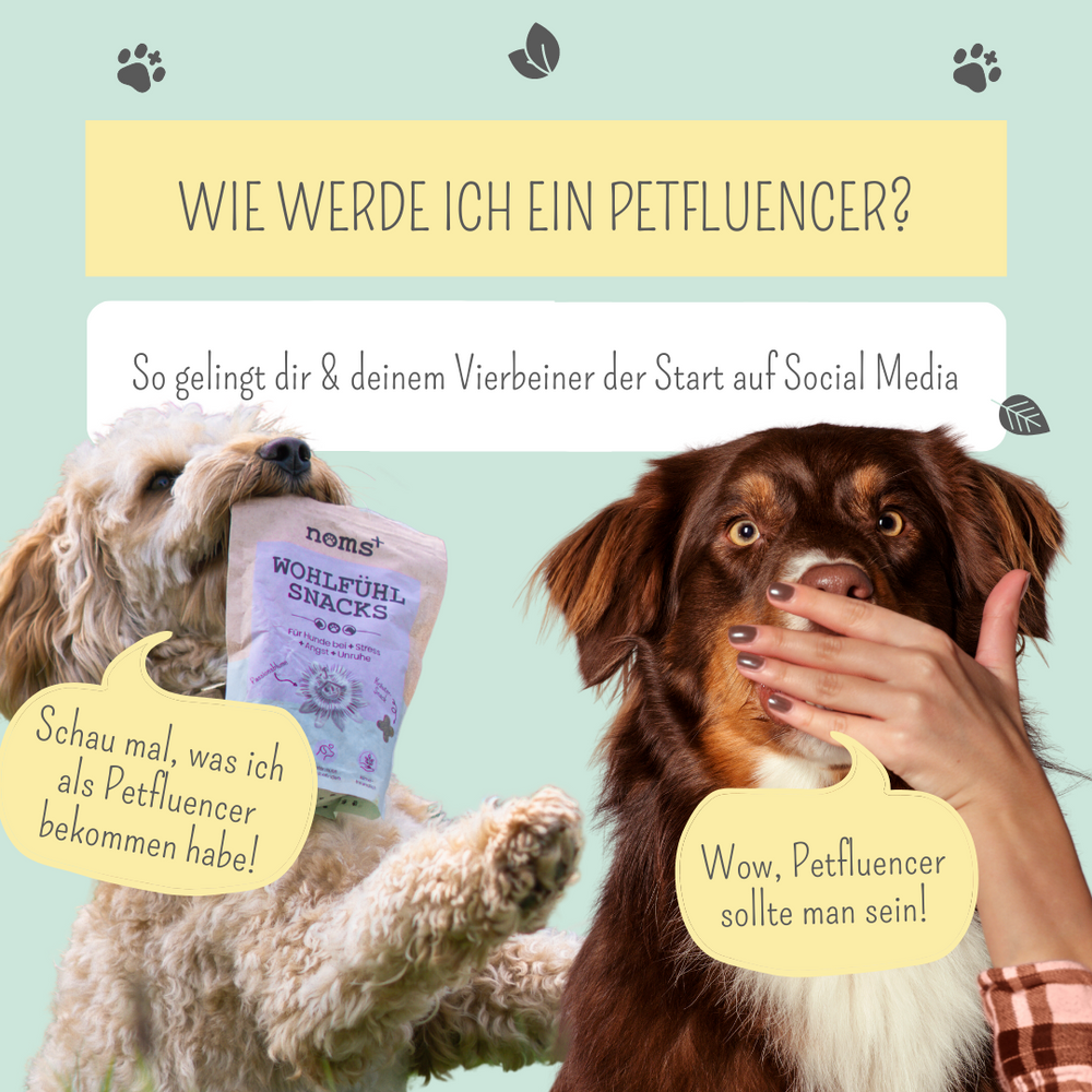 Petfluencer werden: So wird aus deinem Vierbeiner ein Star