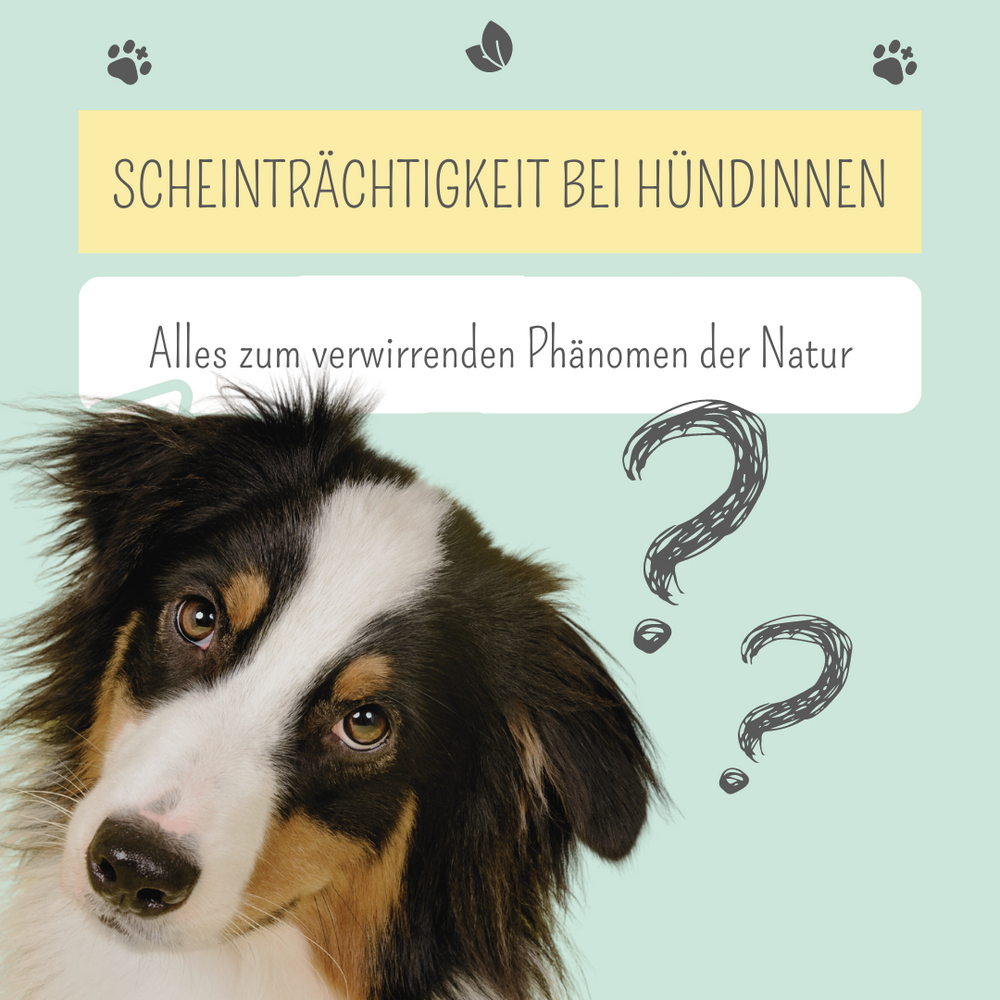 Scheinträchtigkeit bei Hunden: So unterstützt du deine Hündin