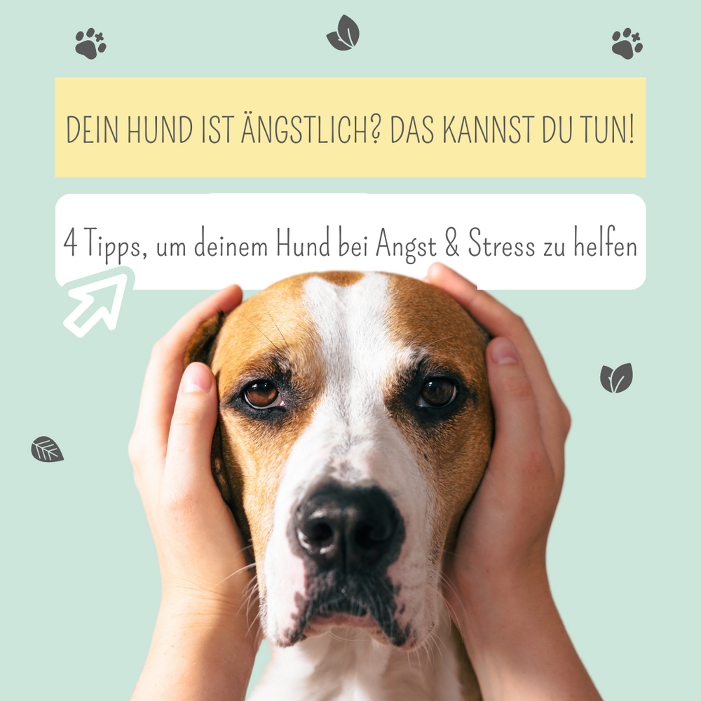 Angst & Stress bei Hunden: So kannst du deinem Hund die Angst nehmen