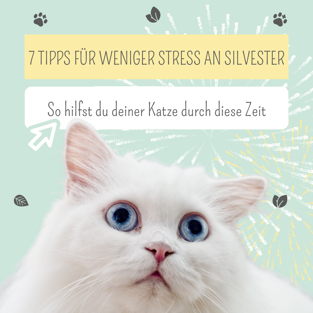 Katze an Silvester beruhigen: 7 Tipps gegen die Angst