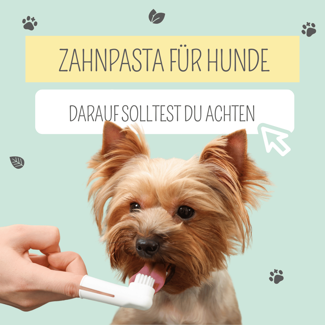 Zahnpasta für Hunde: Darauf solltest du achten!