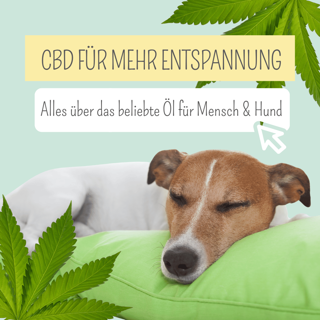 CBD für Hunde: Beruhigung auf natürliche Weise?
