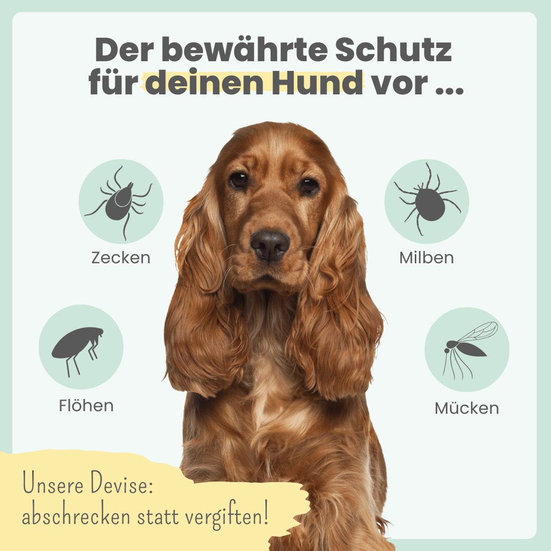 
                  
                    Zpot-on classic für Hunde gegen Zecken, Flöhe, Milben & Mücken [Jahresvorrat]
                  
                