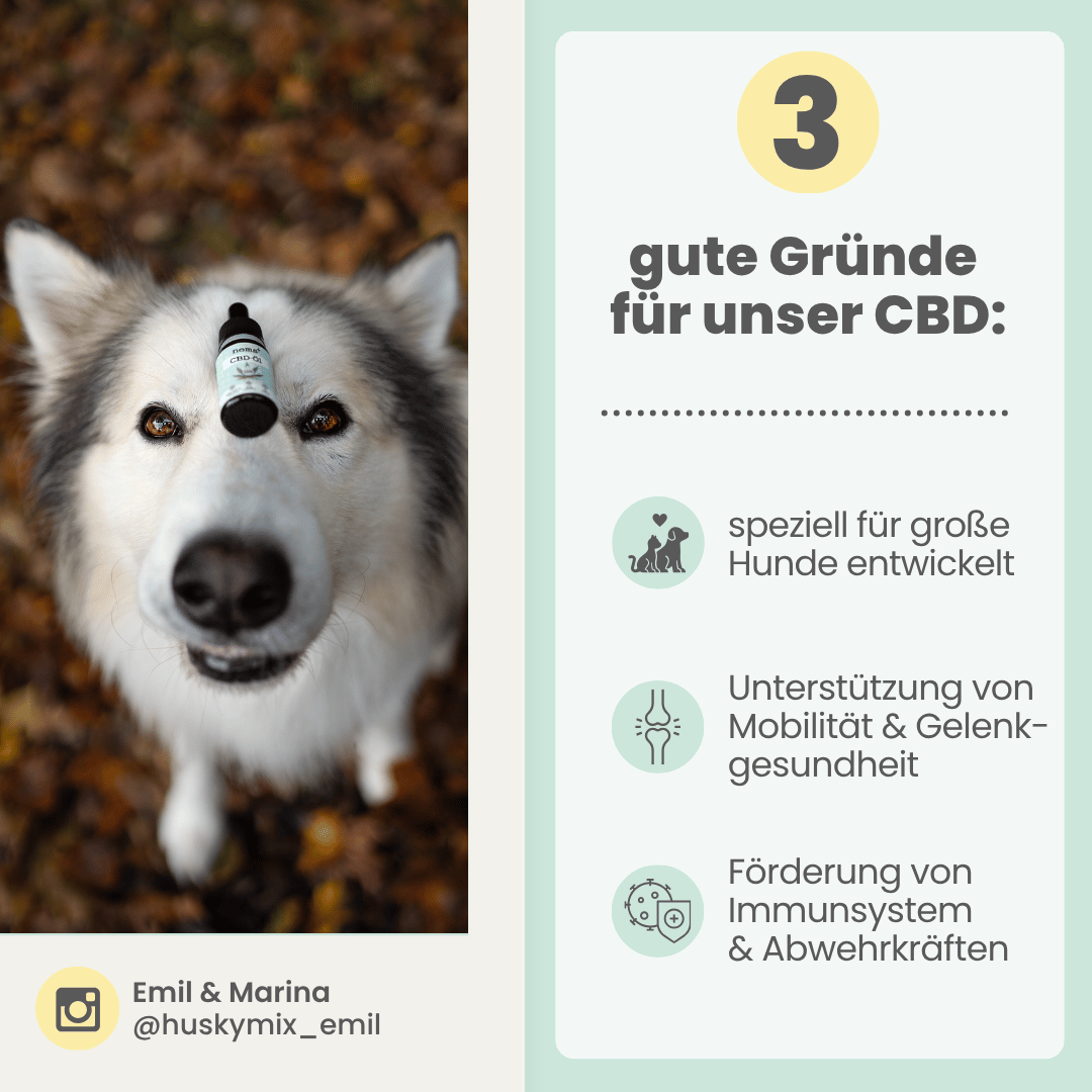 
                  
                    15% CBD Tropfen für große Hunde
                  
                